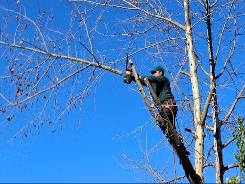 a1-tree-trimming A1-alert-level-3