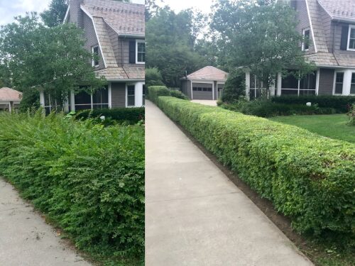 a1hedgetrimming
