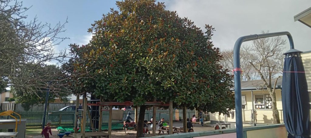 a1-landscape-tree-trimming-nz