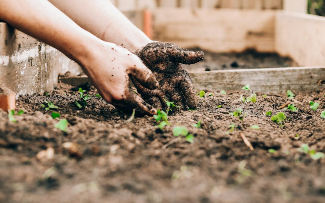 Hands planting seedlings in garden soil for Labour Weekend garden jobs in Auckland