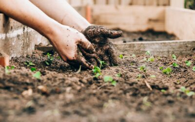 Labour Weekend Garden Jobs in Auckland: DIY or Call a Pro?