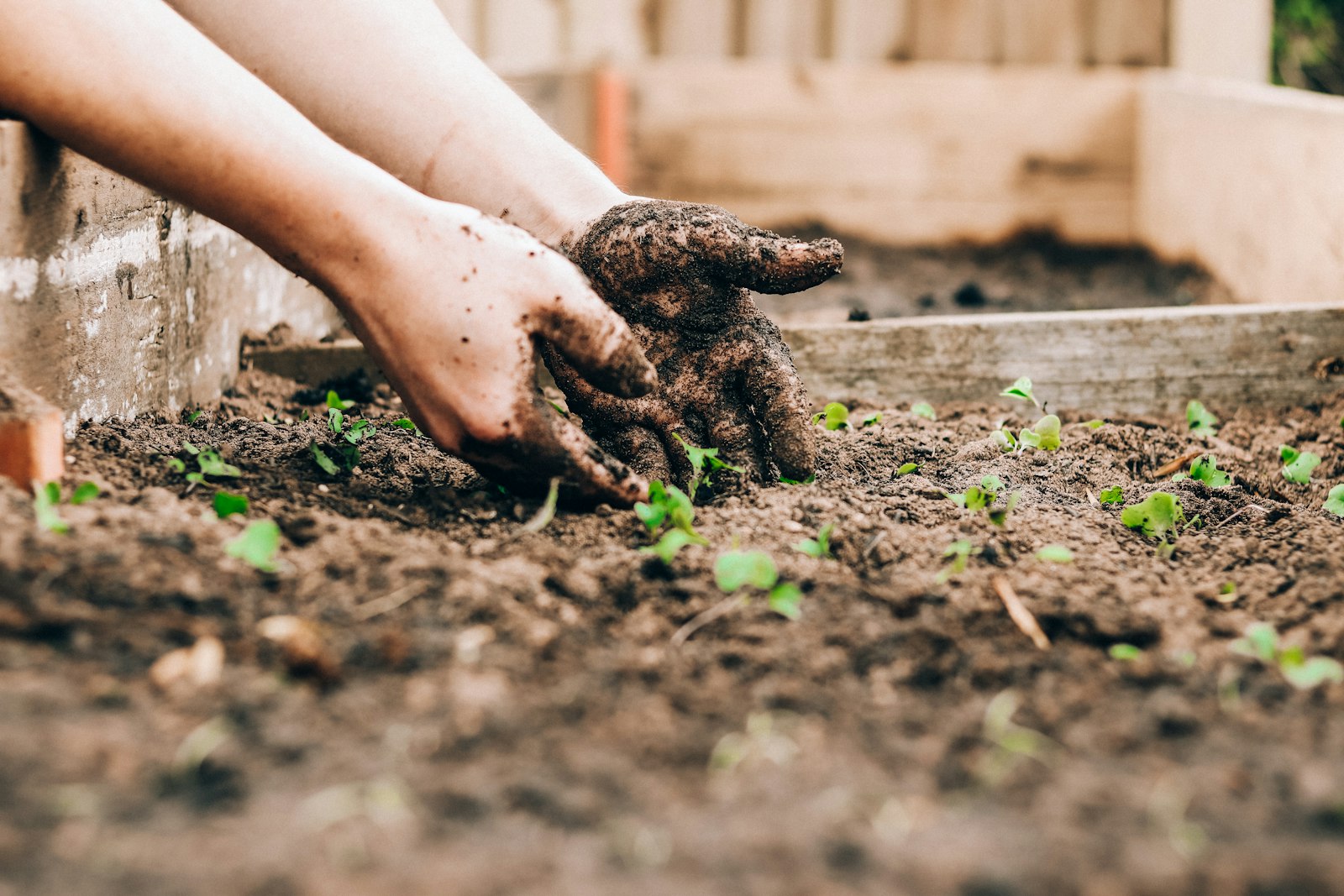 Hands planting seedlings in garden soil for Labour Weekend garden jobs in Auckland
