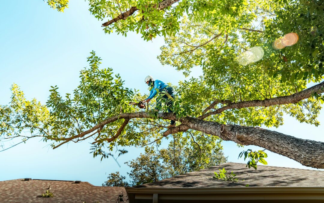 Arborist trimming tree branches with a chainsaw while secured in a harness
