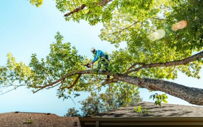 Tree Trimming in Auckland: Best Timing and Council Rules