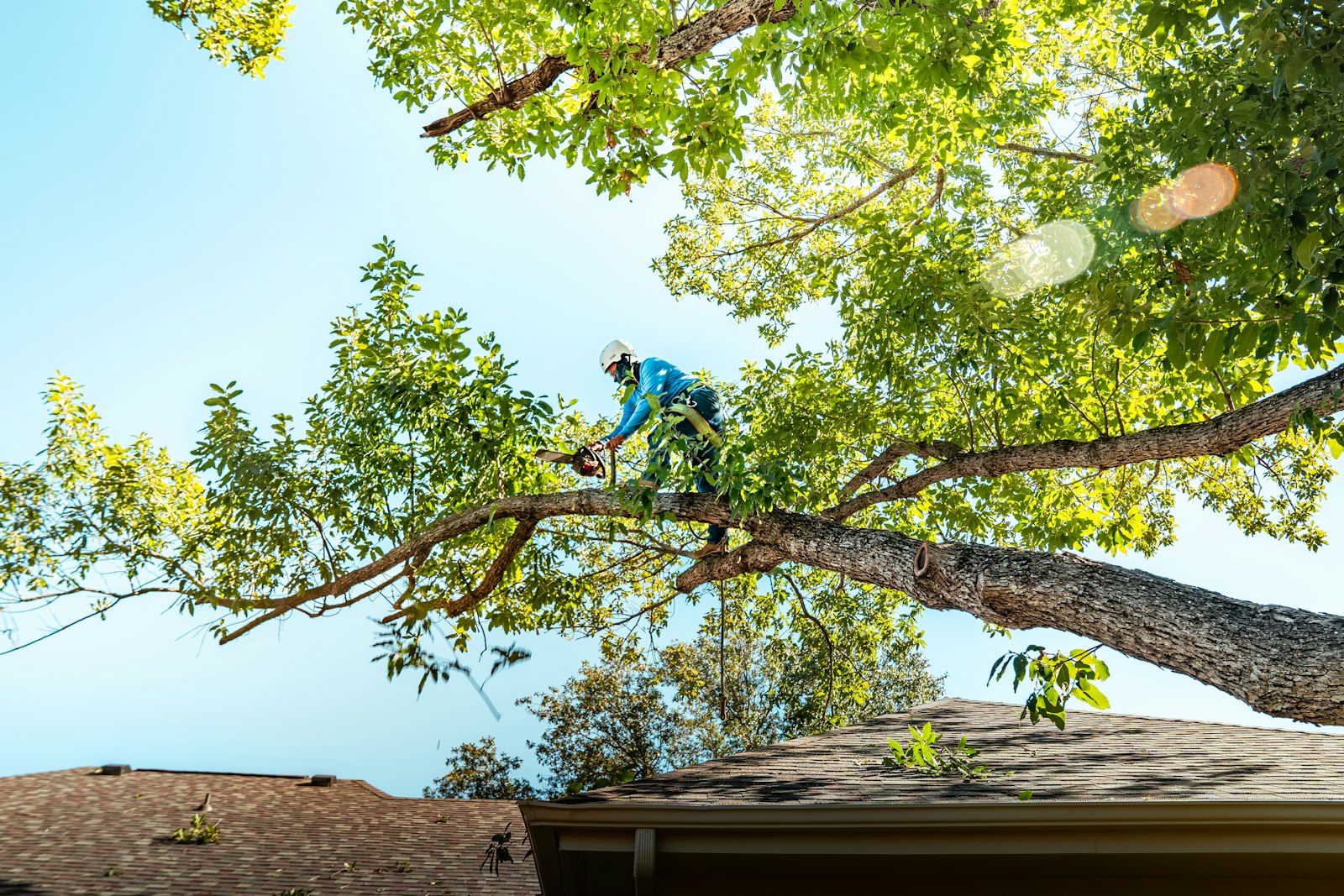 Arborist trimming tree branches with a chainsaw while secured in a harness